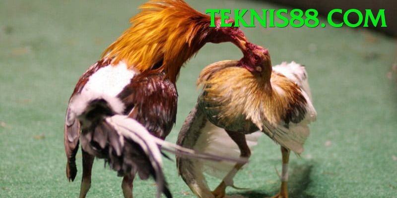 Đá Gà Trực Tiếp - Trải nghiệm tuyệt vời